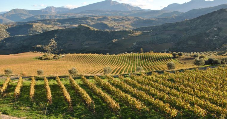 Οι αμπελώνες της Αιγιαλείας