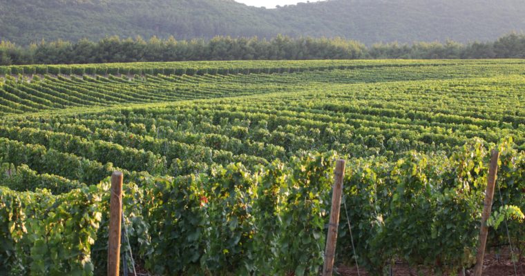 Οι χαρακτηρισμοί ΠΓΕ – Προστατευόμενης Γεωγραφικής Ένδειξης της Ελλάδας